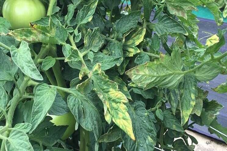 Managing leaf mold in greenhouse tomatoes