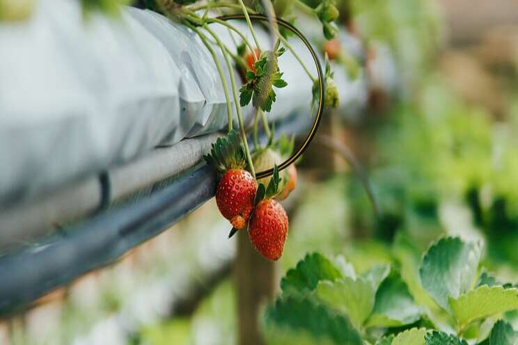 Aquaponics the food of the future