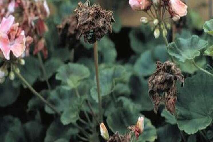 Expert recommendations to manage botrytis