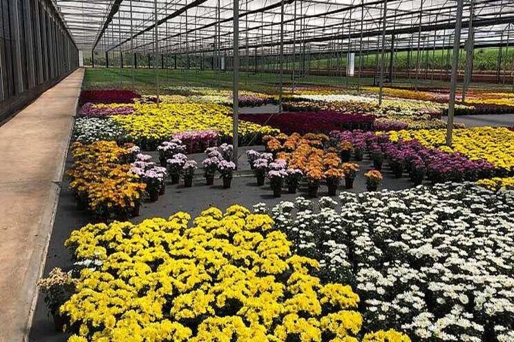 European flower growers face financial crossroads