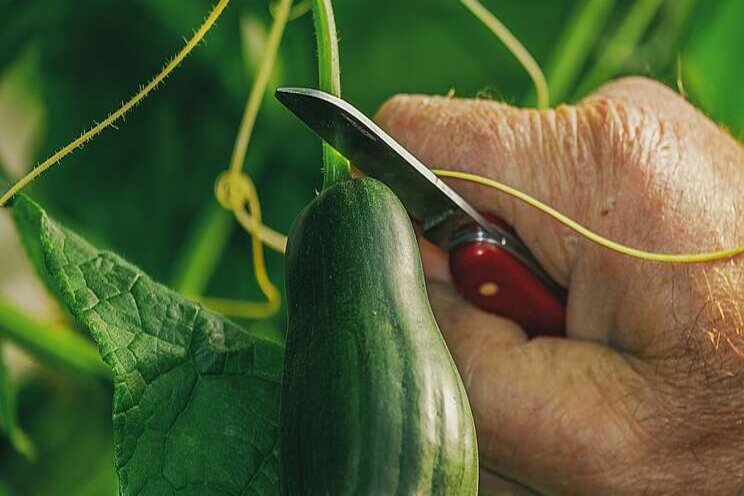 Biological control in cucumber