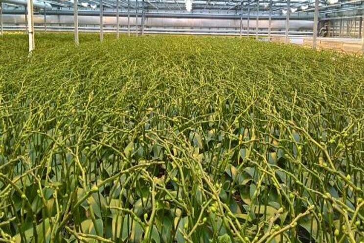 Cleaner water entering & leaving the greenhouse