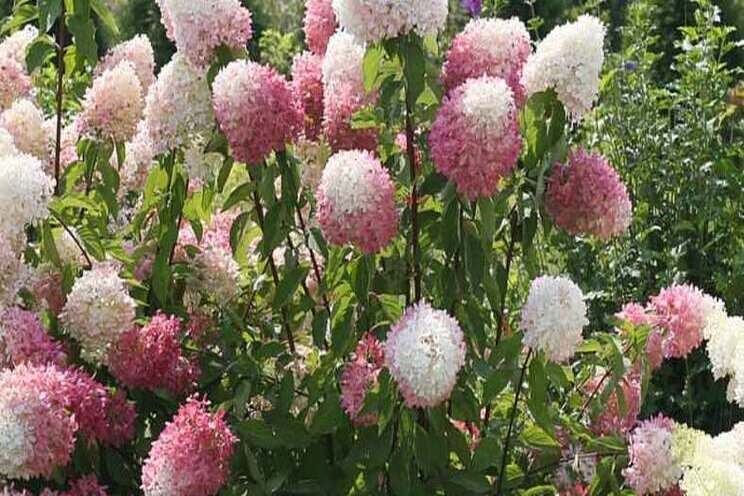 Researchers studying cold-hardy hydrangeas