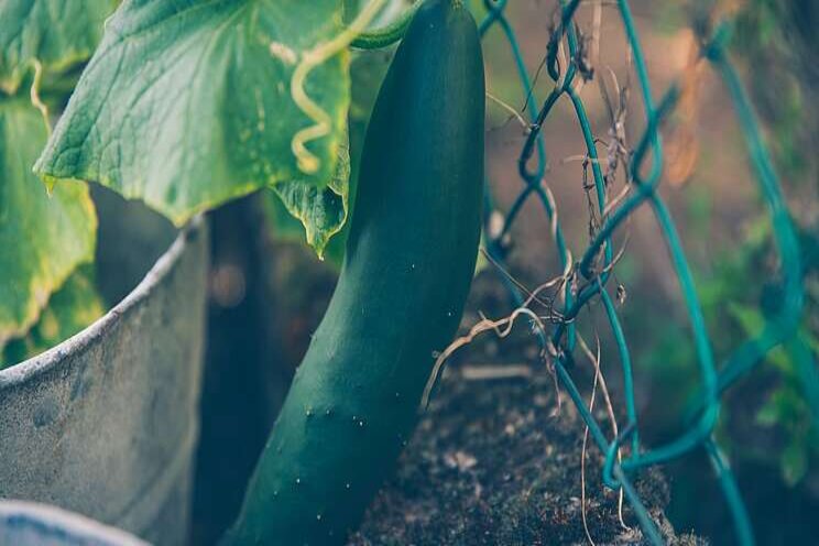 How deep should mounds be in a veggy garden?