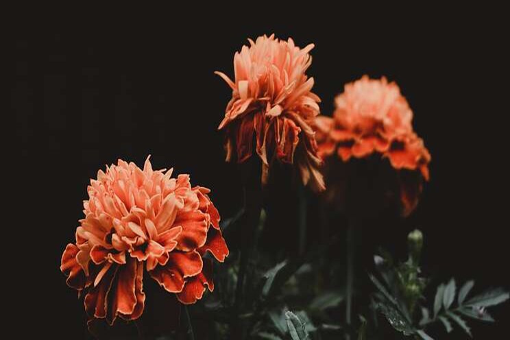 The effects of salt on marigolds