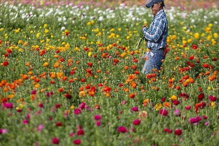 Coronavirus hit Cali's cut-flower industry