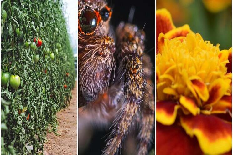 Marigolds, tomatoes & spider mites