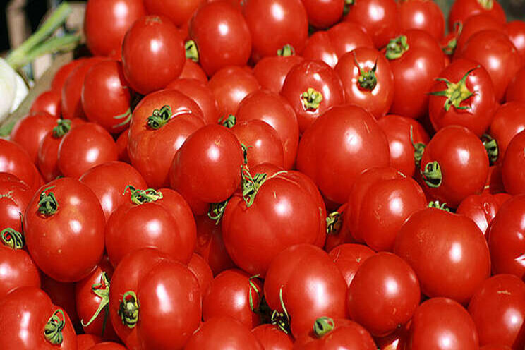 Investing on tomato puree/paste plant