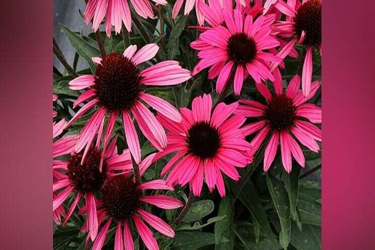 New echinacea, 'Dark Shadow Wicked'