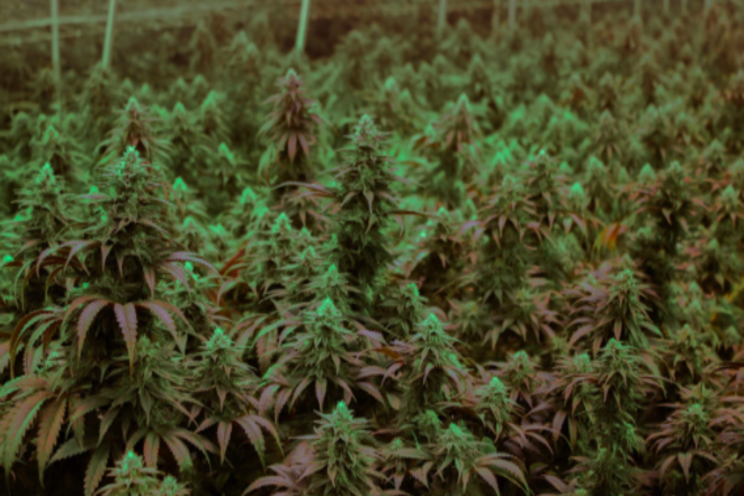 America's marijuana growers are the best in the world