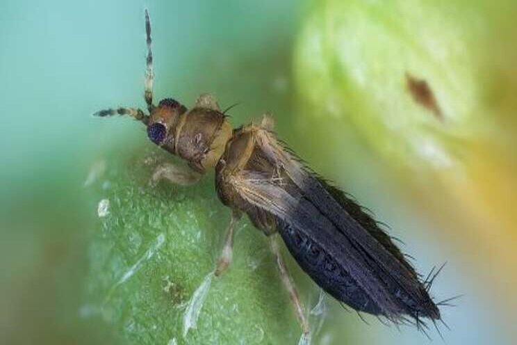 New thrips identification poster available