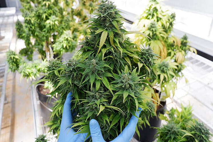 Tips for pruning greenhouse cannabis