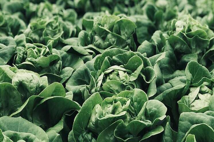 New greenhouse pushing out leafy greens