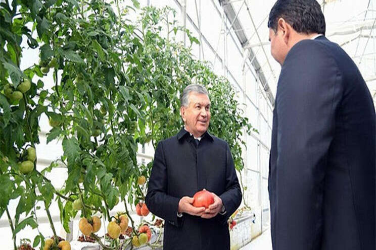 Exports from a modern greenhouse reaches $480,000