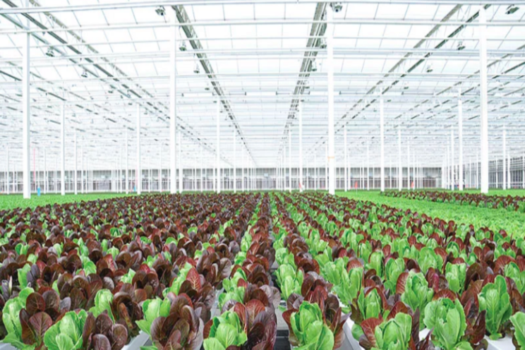 Canada's greenhouse production expanding 