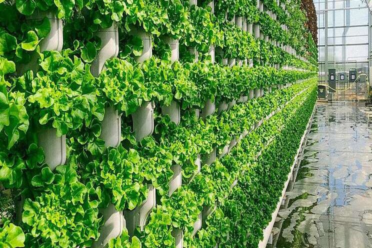 Vertical farming| 30,000 lettuces a day