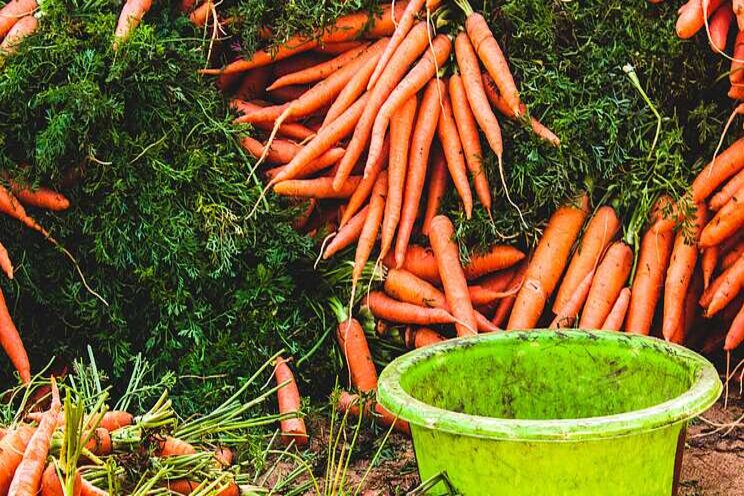 How to grow aquaponic carrots