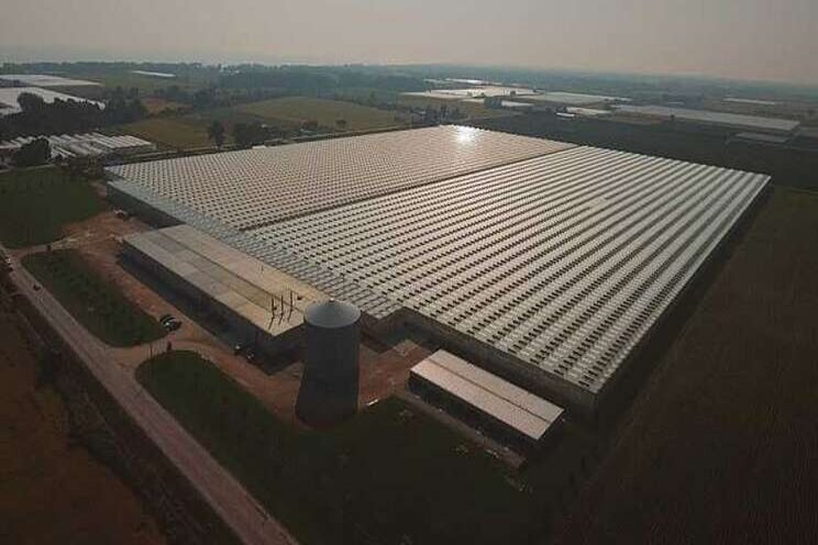 Growth of 140 acres of high-tech greenhouses