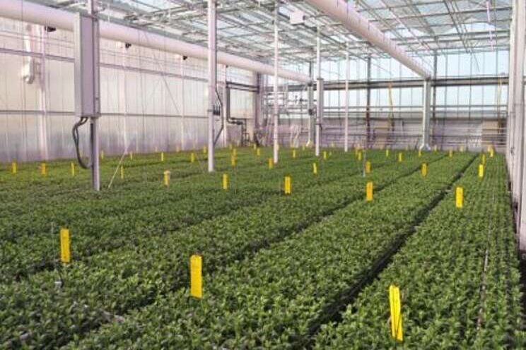 LED does not cause a delay in flowering with chrysanthemum