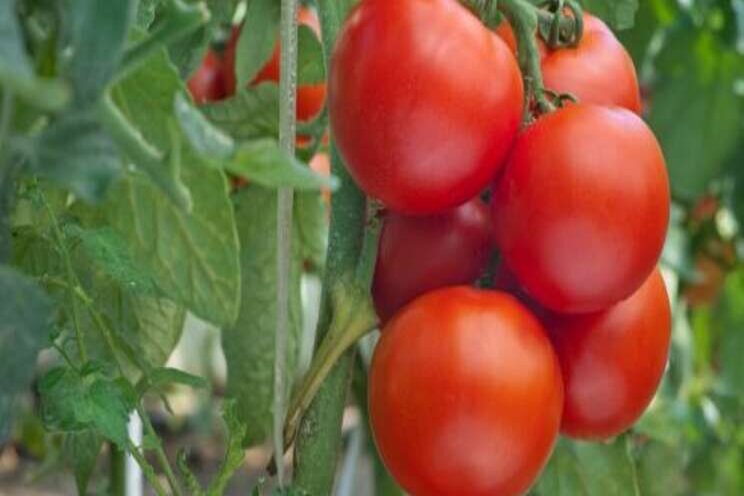 Tasting a tomato without destroying it