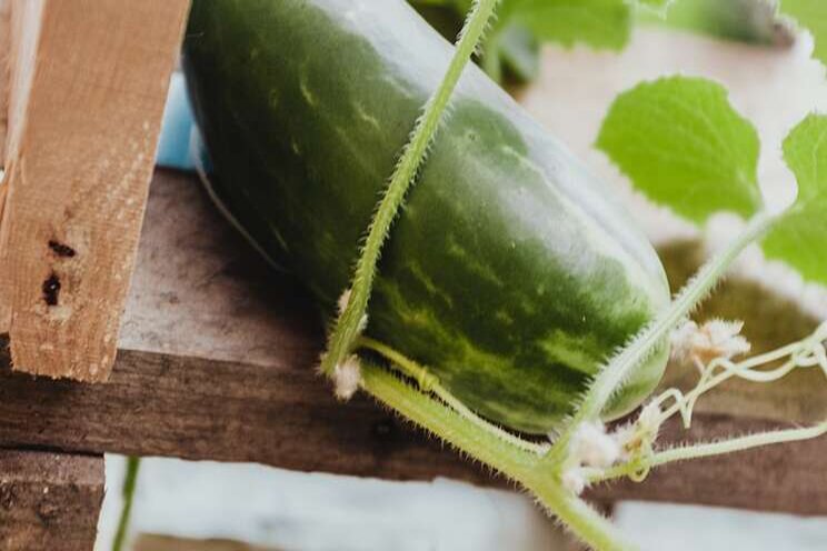 High-wire growing can take cucumbers to the next level