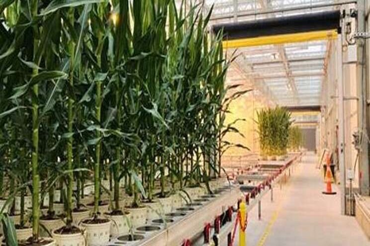 Bayer's high-tech greenhouse for corn business