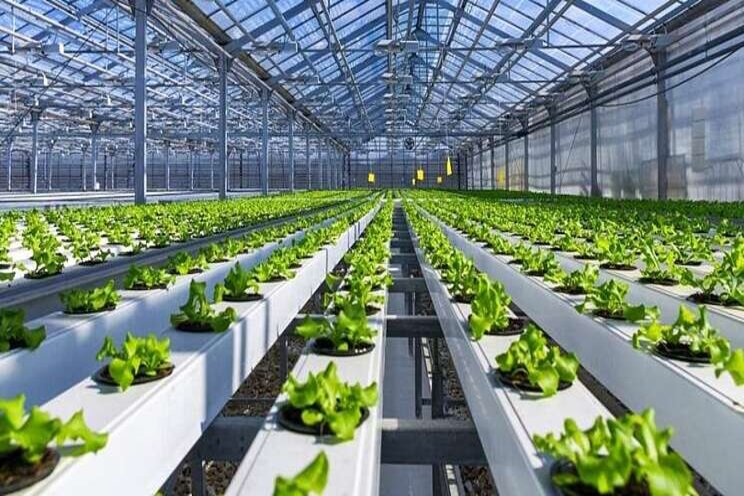 TL 2.4 million investment in pesticide-free smart agriculture