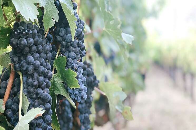 Growing grapes with aquaponics