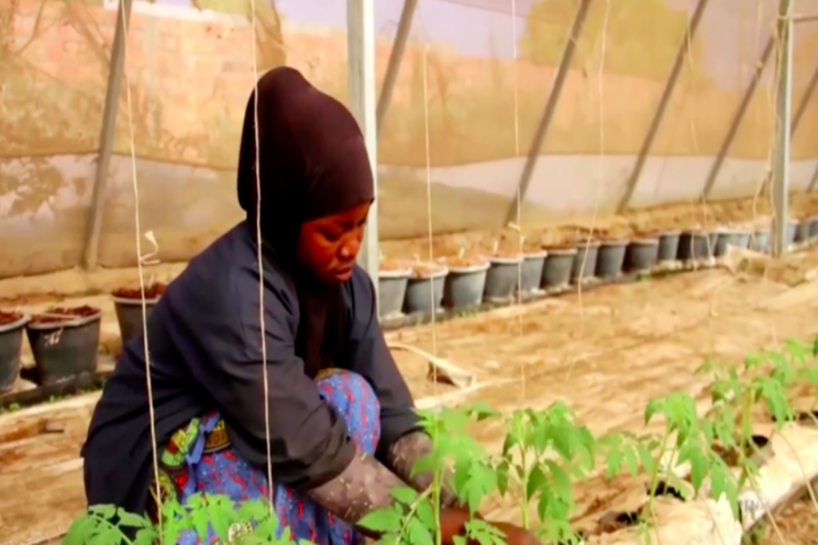 VIDEO| High-tech greenhouse an oasis against climate change