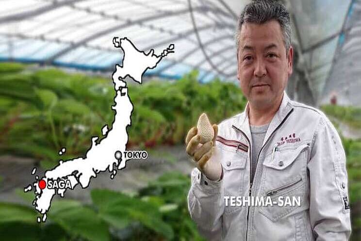 VIDEO | Japan's rare white strawberry