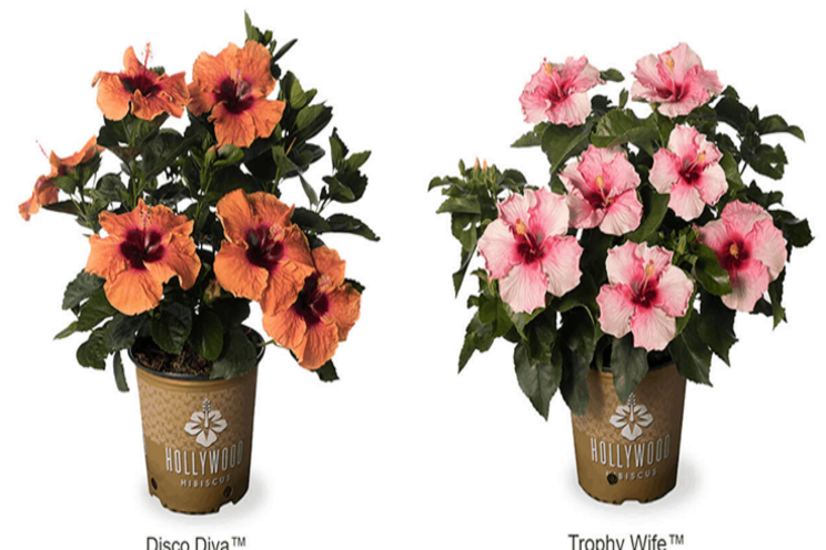 Two new Hollywood Hibiscus