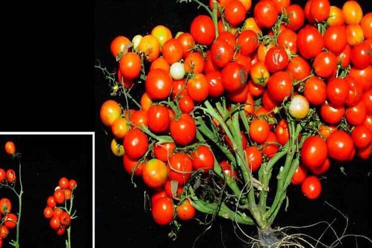 Gene-edited tomato bunched like grapes