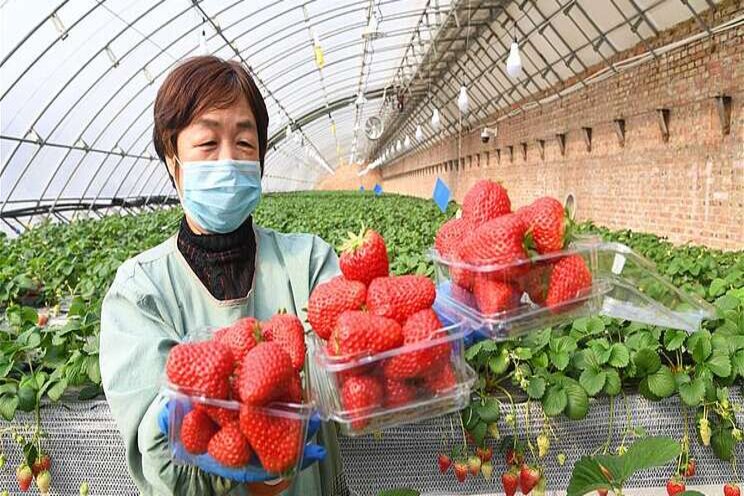 Staff members work in greenhouse