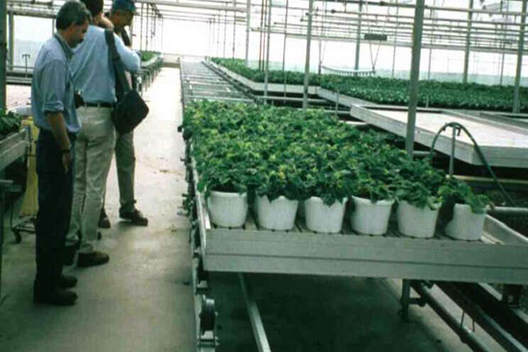 RESEARCH| Subirrigation in greenhouses