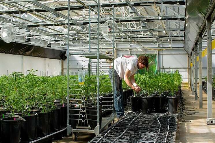 Shedding light on cannabis cultivation