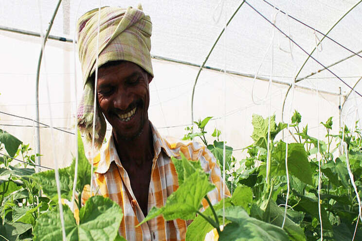 Makeshift greenhouses amid climate variability