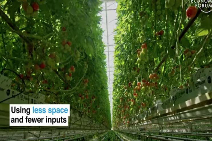 Dutch tomatoes with geothermal as key ingredient