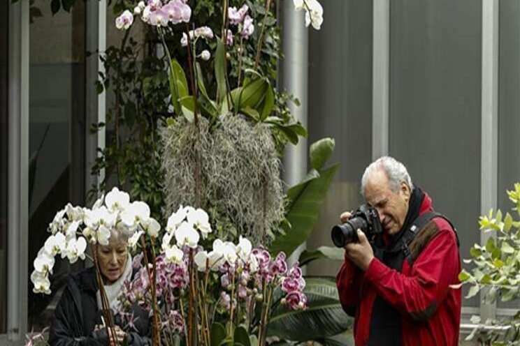 Orchid Show held at Chicago Botanic Garden