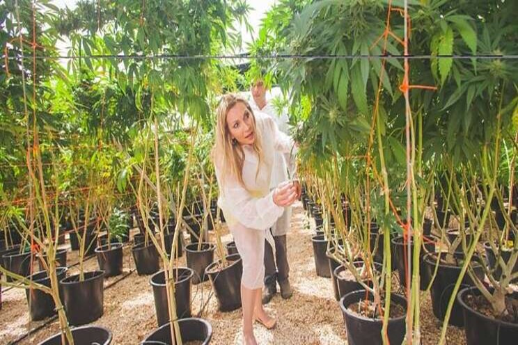 How Israel and US compare on marijuana research