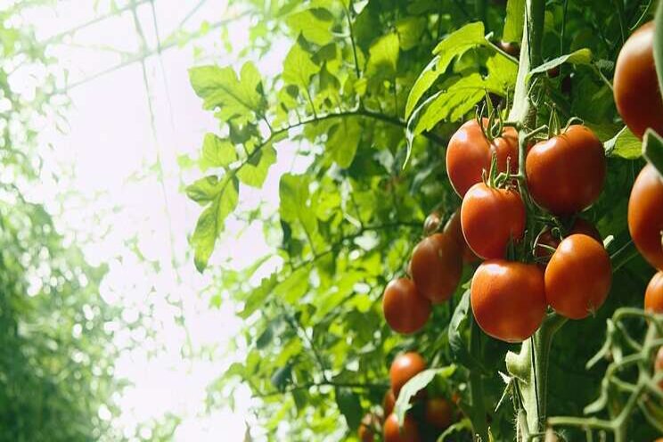 Self-sufficient greenhouses with semi-transparent solar cells