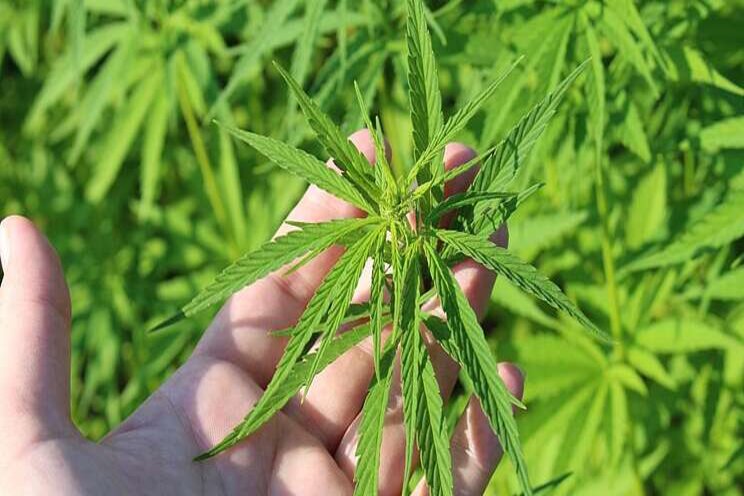 Industrial hemp pilot project 