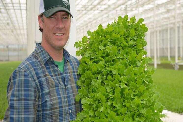 Growing leafy greens in massive, sustainable greenhouses