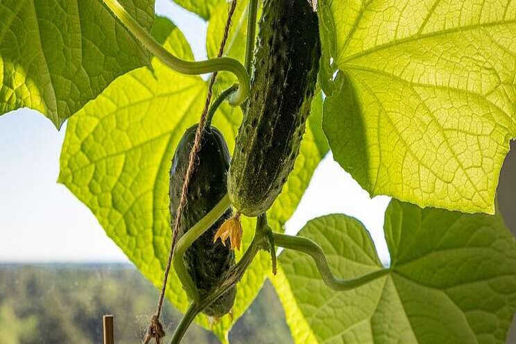 Automated cucumber harvesting