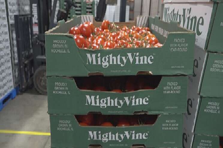 MightyVine expands greenhouse 