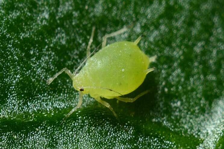 Get rid of aphids in a greenhouse