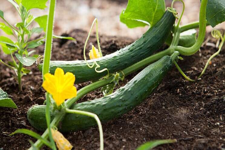 Recommended time to grow cucumbers