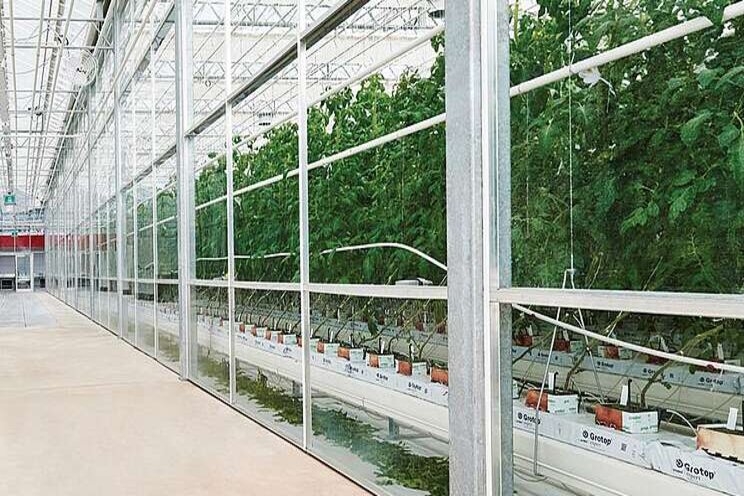 Greenhouse vegetable education abounds in Arizona