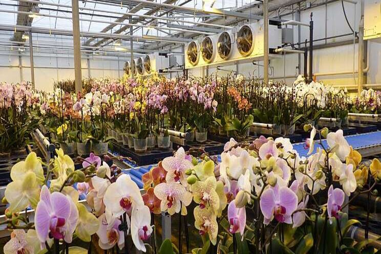 Greenhouse for rare orchids opened