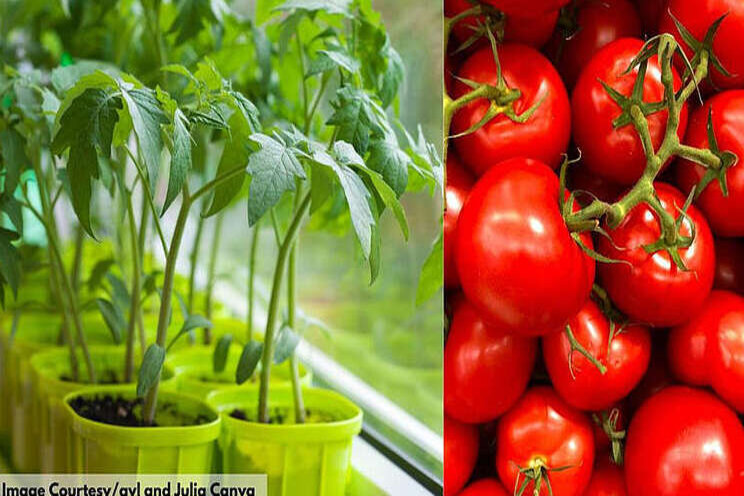 Gardening tips to plant & grow tomatoes 