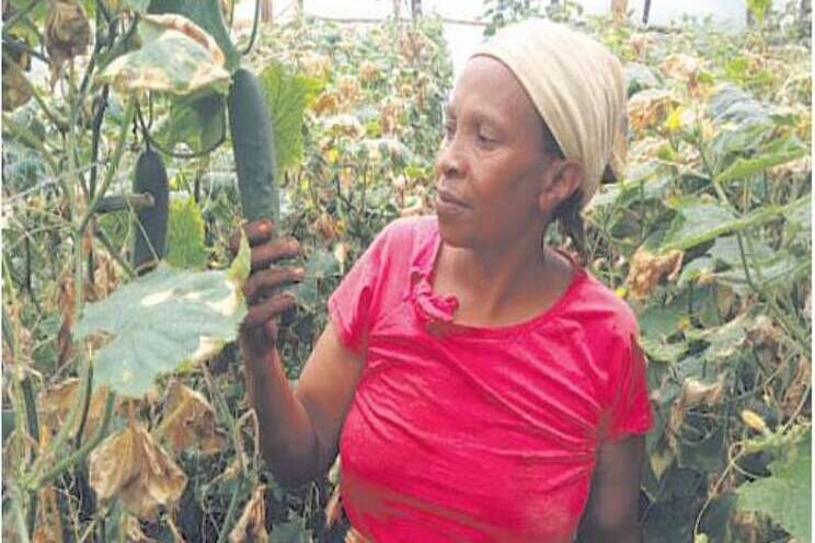 Rich cucumber harvest